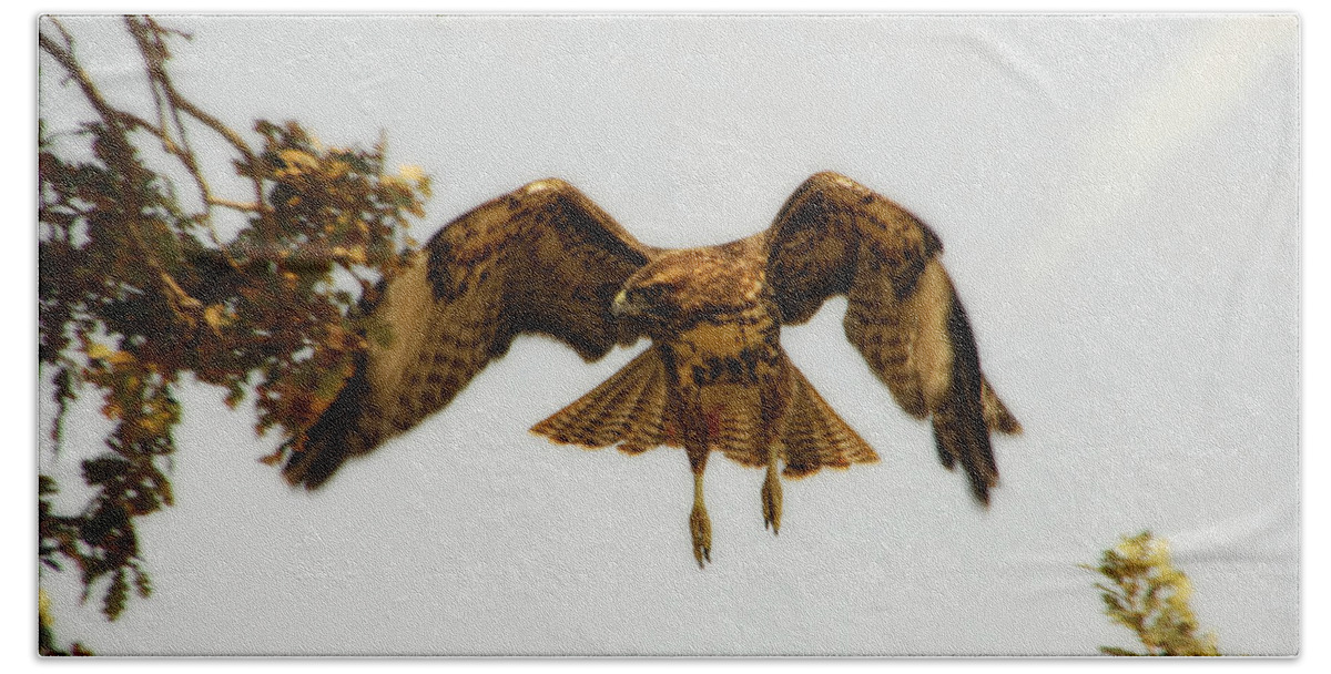Hawk Hand Towel featuring the photograph Landing Gear Down by Donna Blackhall