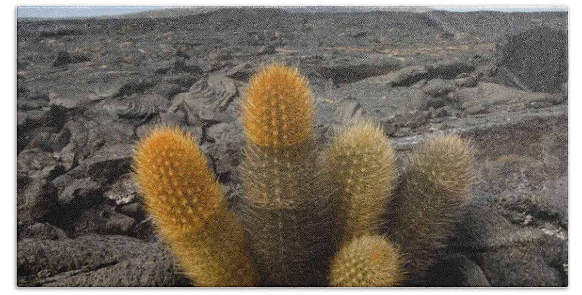 Mp Bath Towel featuring the photograph Lava Cactus Brachycereus Nesioticus by Pete Oxford