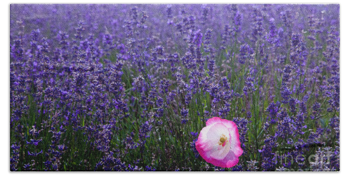  Abundance Bath Towel featuring the photograph Lavender field with poppy by Simon Bratt