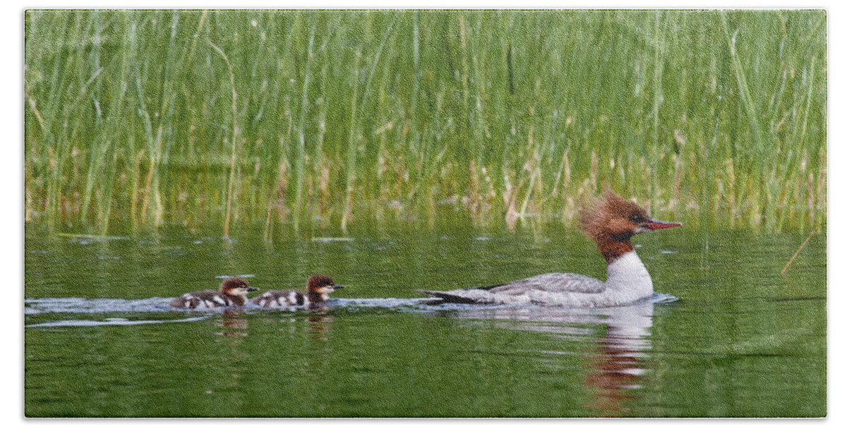 Merganser Bath Towel featuring the photograph Lazy Swim by Brent L Ander
