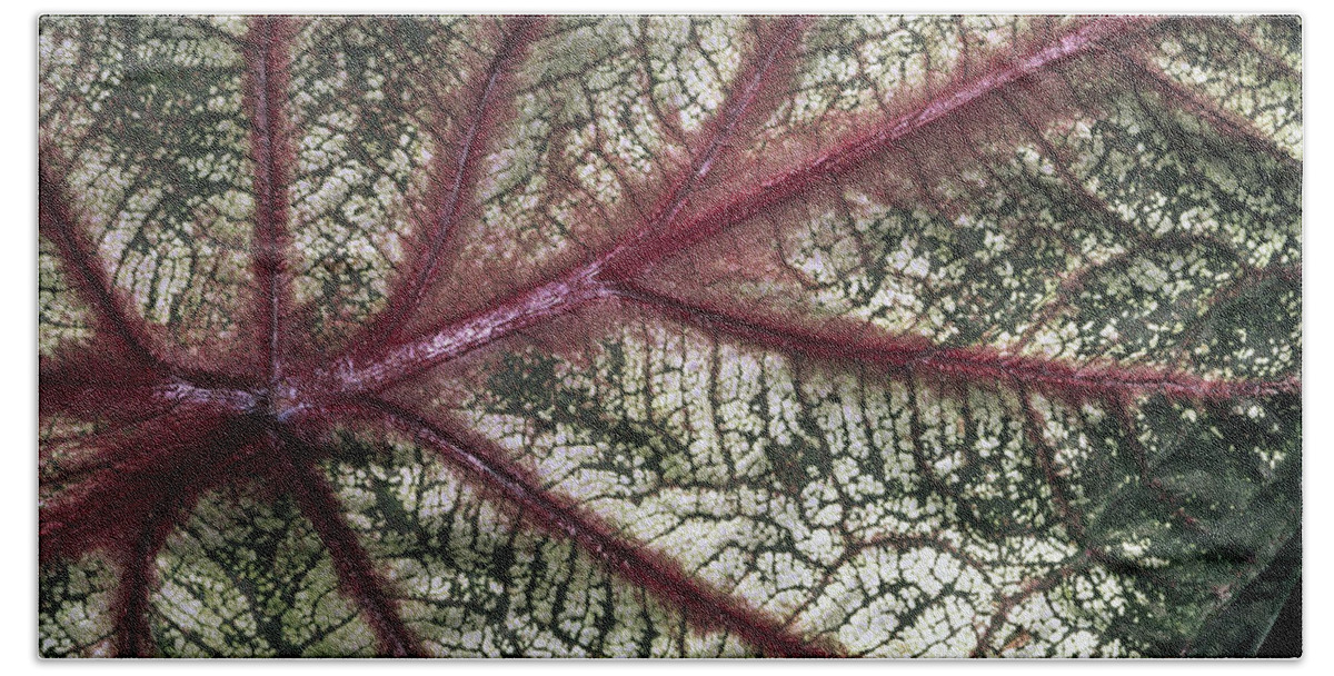 Mp Bath Towel featuring the photograph Leaf Detail, Mindo Cloud Forest, Ecuador by Pete Oxford