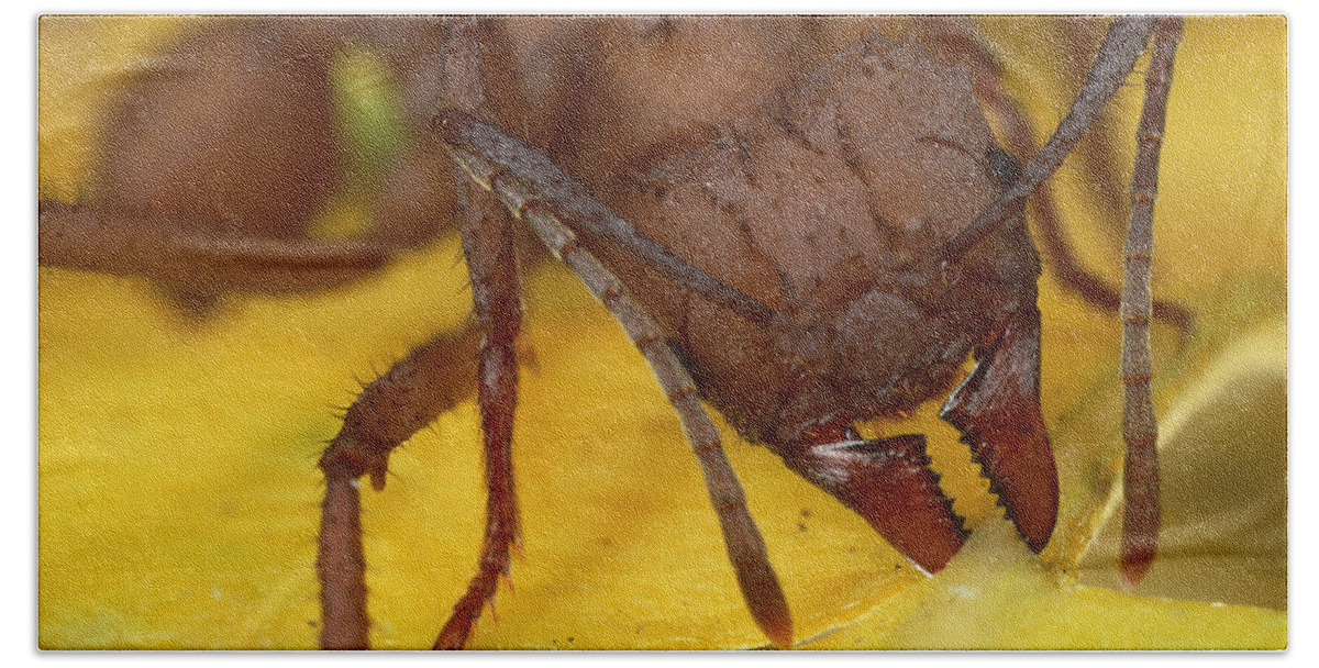 Mp Bath Towel featuring the photograph Leafcutter Ant Acromyrmex Octospinosus by Mark Moffett