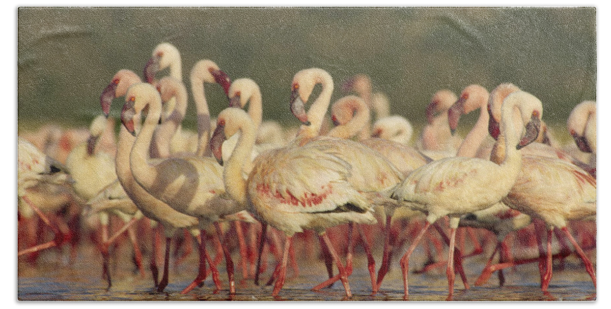 00172095 Bath Towel featuring the photograph Lesser Flamingo Group Parading by Tim Fitzharris