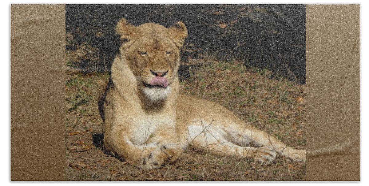 Lion Bath Towel featuring the photograph Licking Lips by Kim Galluzzo