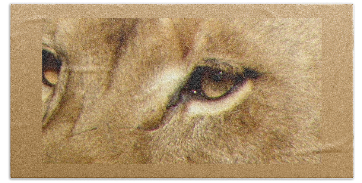 Lion Bath Towel featuring the photograph Lioness Eyes by Kim Galluzzo