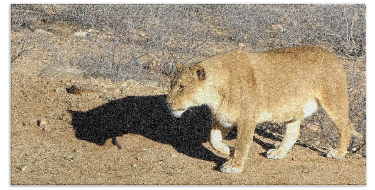 Lion Bath Towel featuring the photograph Lioness prowl by Kim Galluzzo