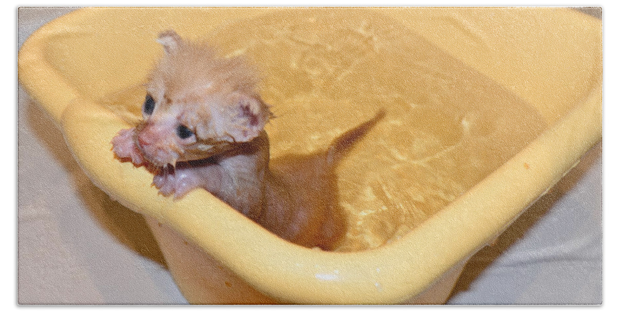 Animal Bath Towel featuring the photograph Little bath by Michael Goyberg