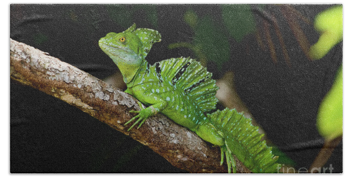 Costa Rica Bath Towel featuring the photograph Lizard on a Stick by Sue Karski