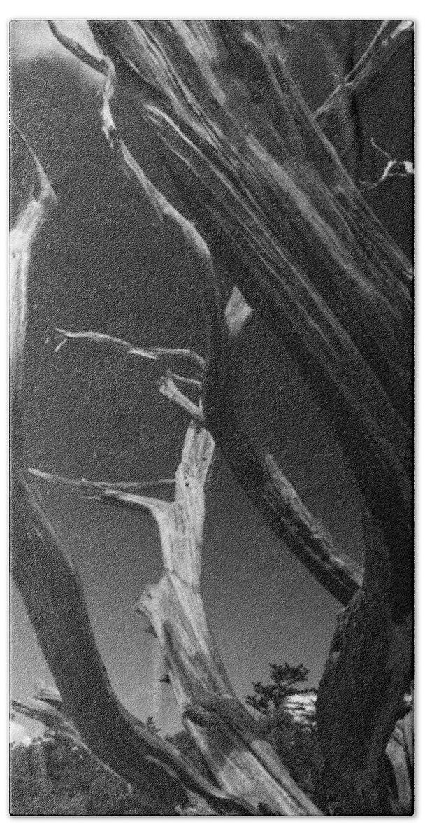 Black Bath Towel featuring the photograph Lone Tree by David Gleeson