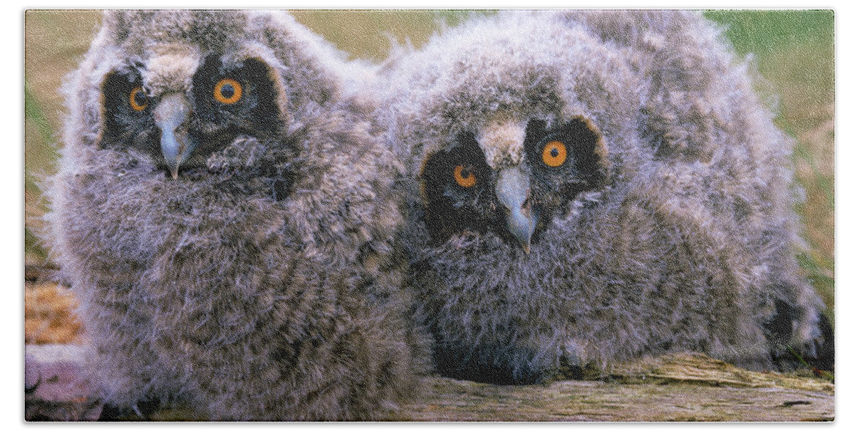 Fn Bath Towel featuring the photograph Long-eared Owl Asio Otus Two Owlets by Do Van Dijck