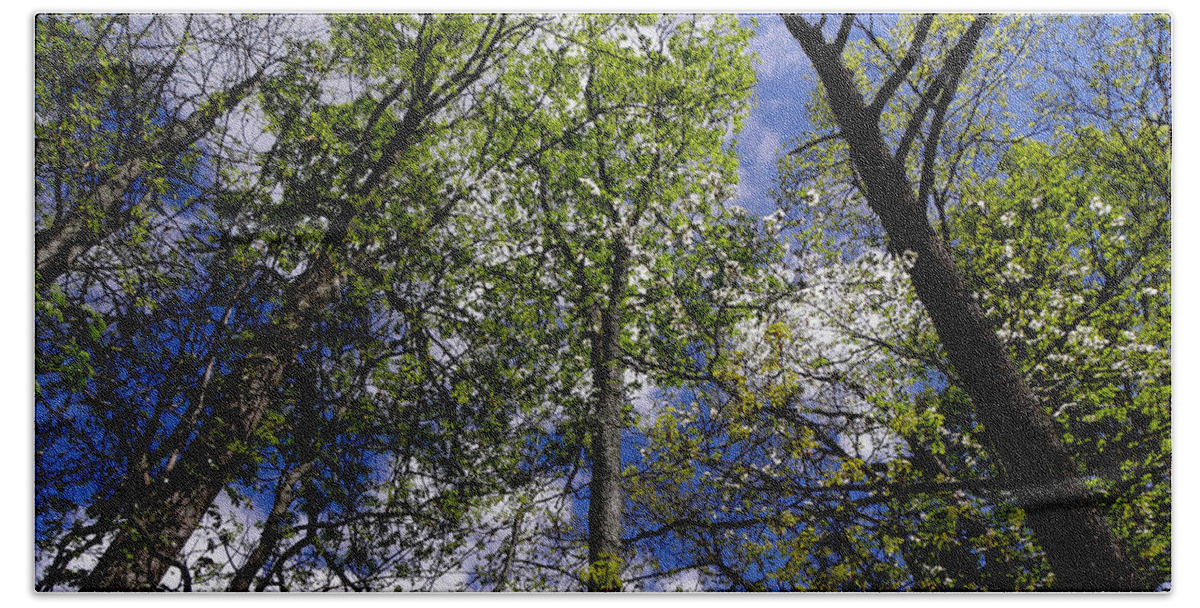 Trees Bath Towel featuring the photograph Look Up by Kim Galluzzo