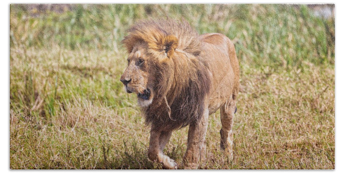 Lion Hand Towel featuring the photograph Looking for a Partner by Perla Copernik