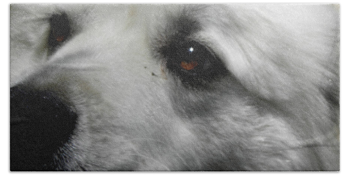 Great Pyrenees Bath Towel featuring the photograph Loving eyes and Face by Kim Galluzzo Wozniak