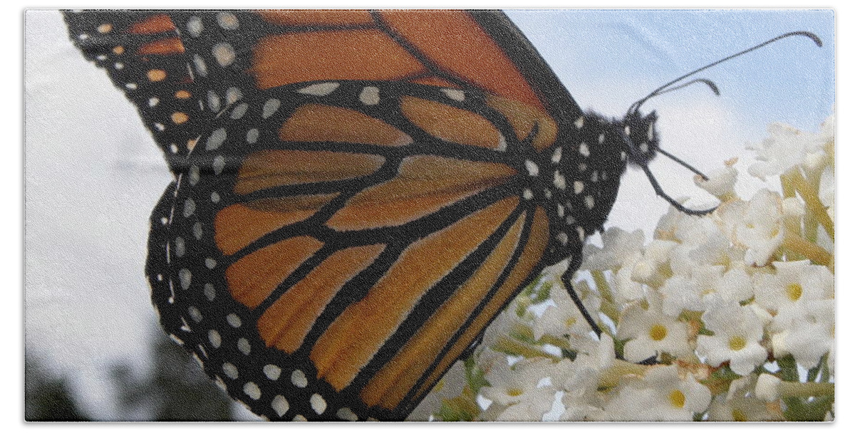 Monarch Bath Towel featuring the photograph Loving The Nectar by Kim Galluzzo