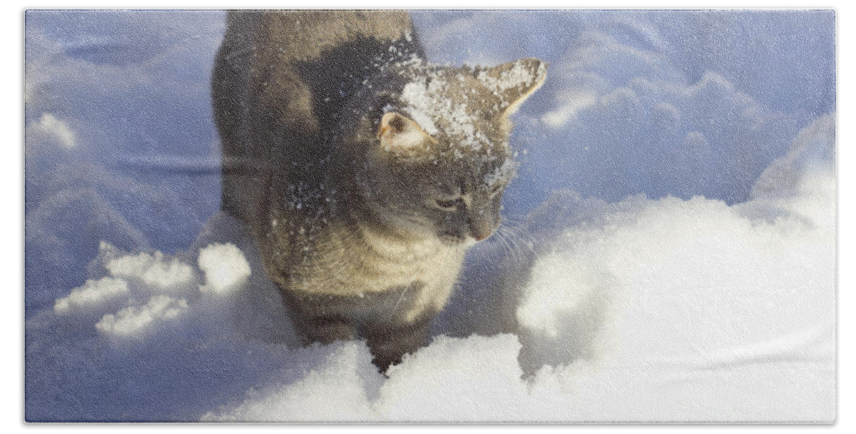 Landscape Bath Towel featuring the photograph Lulu Loves Snow by Donna L Munro