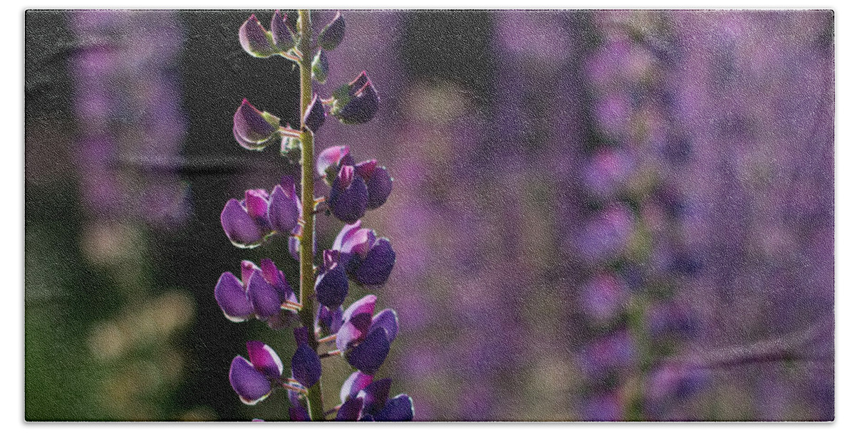 Canada Bath Towel featuring the photograph Lupines by Jakub Sisak