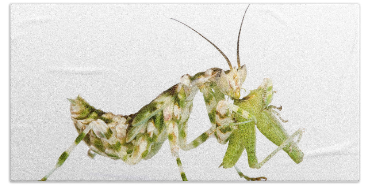00478714 Hand Towel featuring the photograph Mantid Feeding Silaka Nature Reserve by Piotr Naskrecki