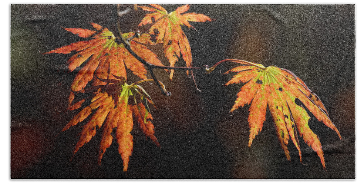 Leaf Bath Towel featuring the photograph Maple Glow by Juergen Roth