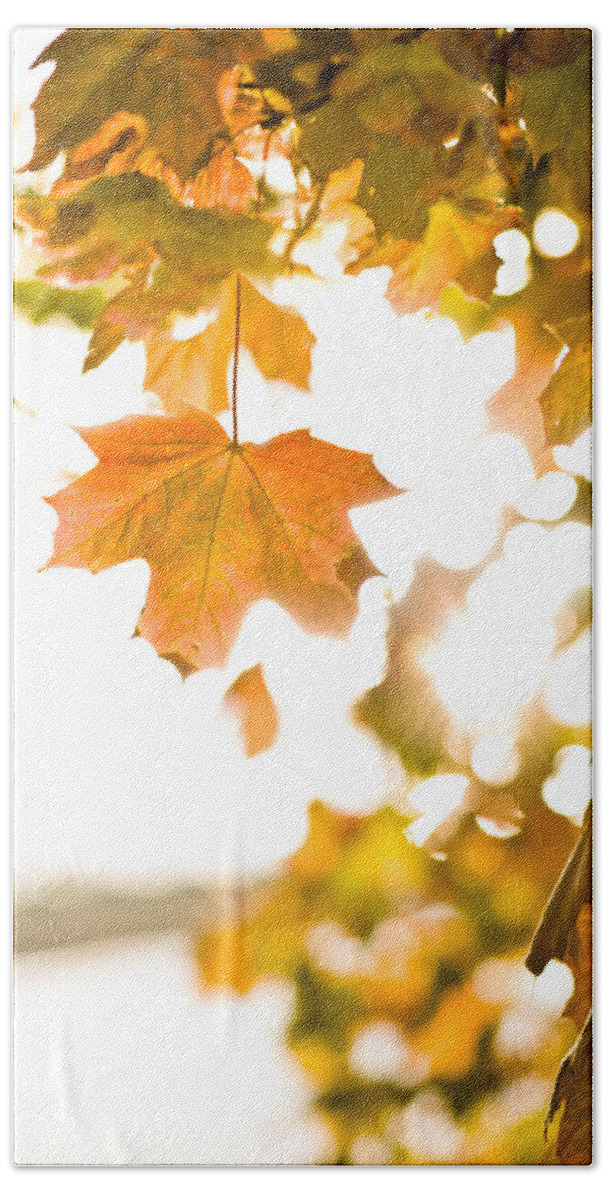 Autumn Hand Towel featuring the photograph Maple leafs in the autumn sun bright glowing by U Schade