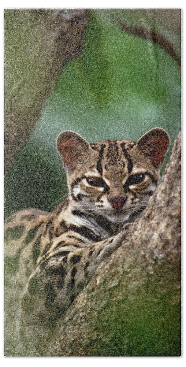 Mp Bath Towel featuring the photograph Margay Leopardus Wiedii Orphaned Wild by Gerry Ellis