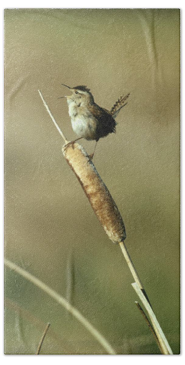 00171464 Bath Towel featuring the photograph Marsh Wren Singing While Perching by Tim Fitzharris