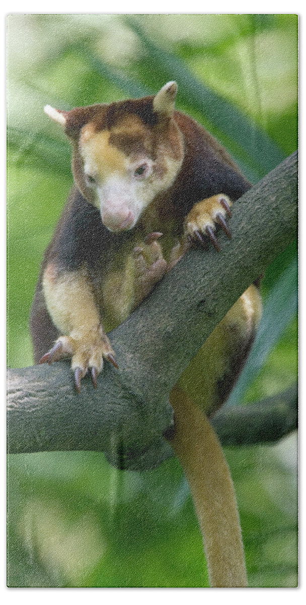 Mp Hand Towel featuring the photograph Matschies Tree Kangaroo Dendrolagus by Cyril Ruoso