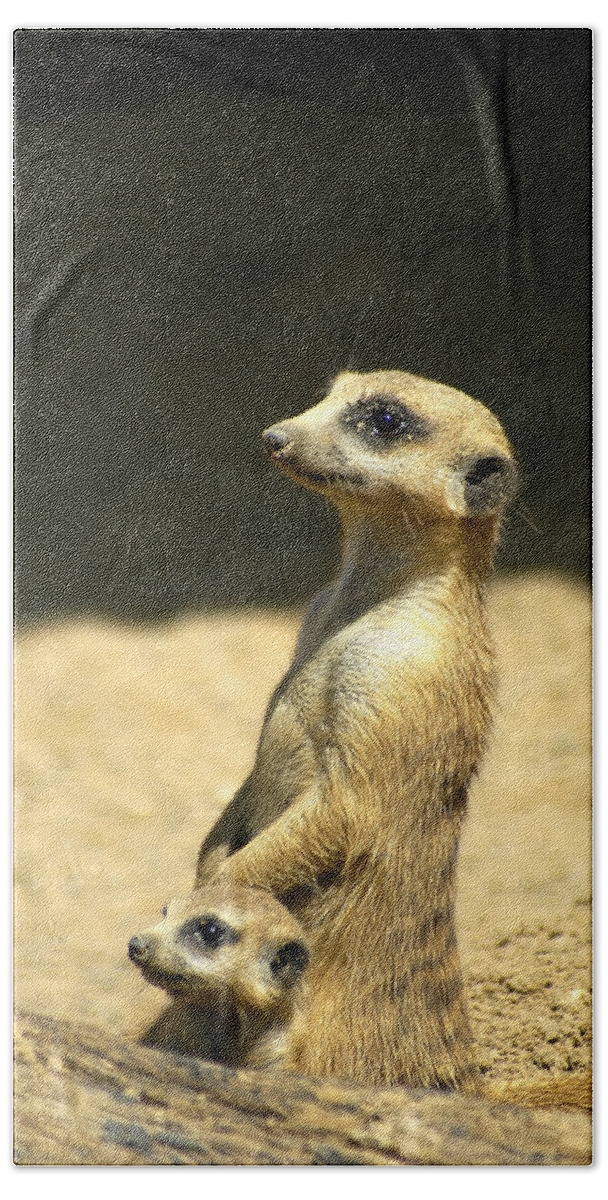 Meerkat Bath Towel featuring the photograph Meerkat Mother and Baby by Carolyn Marshall