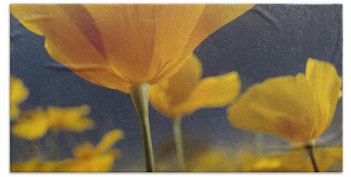 00170928 Bath Towel featuring the photograph Mexican Golden Poppy Detail New Mexico by Tim Fitzharris