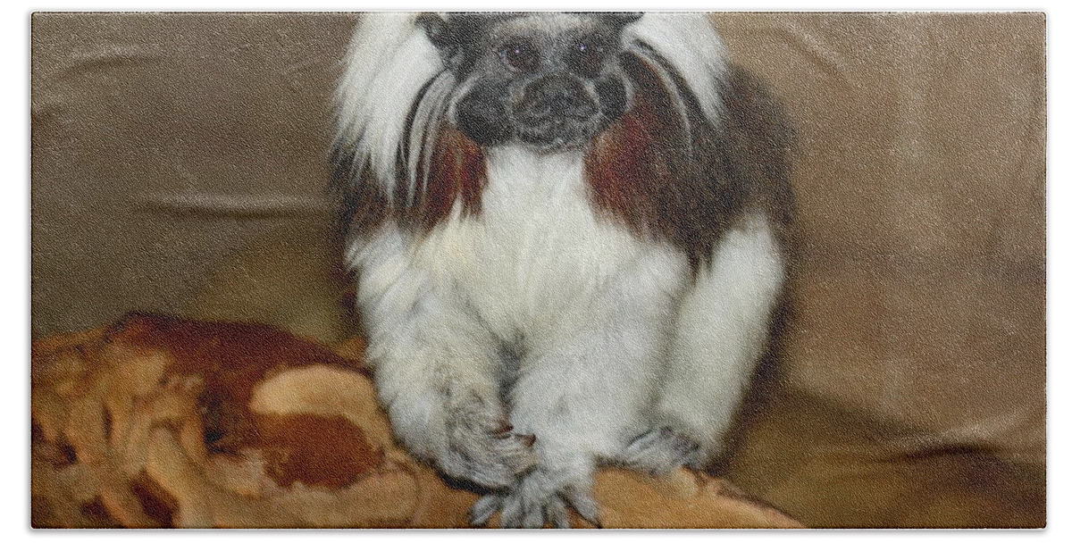 Monkey Bath Towel featuring the photograph Monkey Stare Down by Kim Galluzzo Wozniak