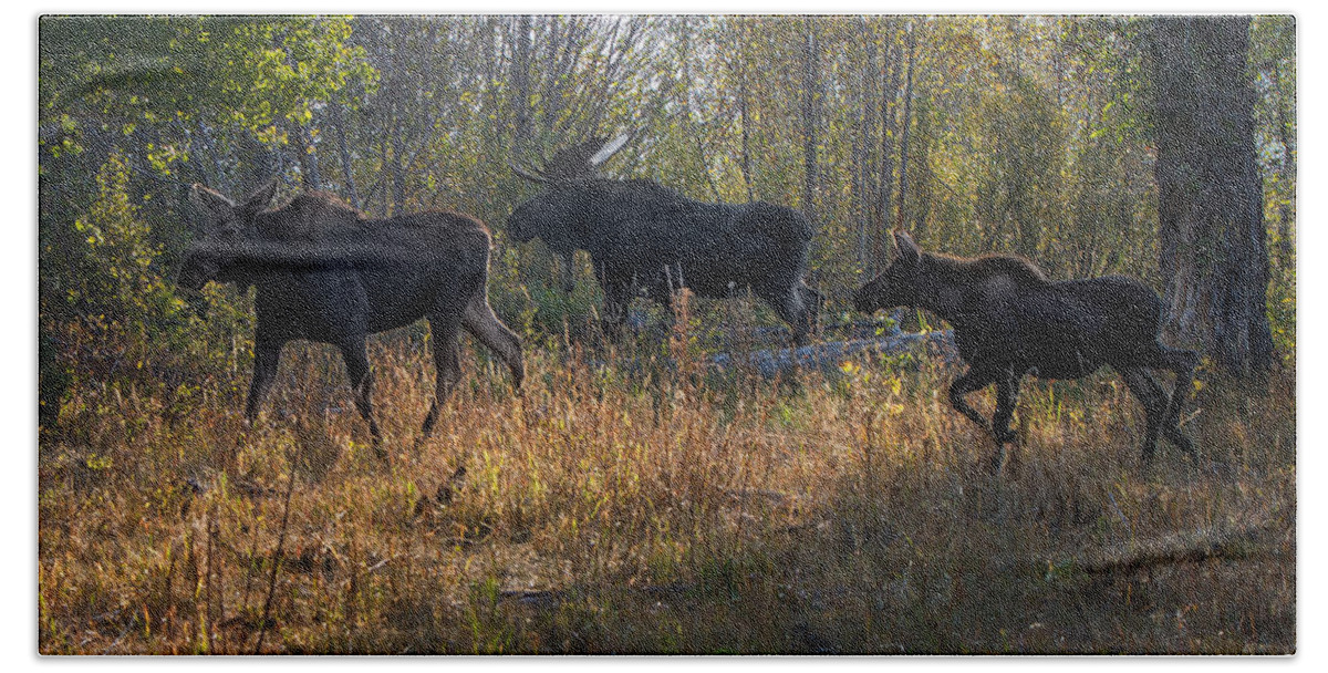 2012 Hand Towel featuring the photograph Moose Family by Ronald Lutz