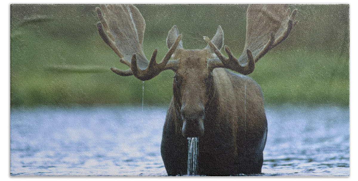 00172624 Bath Towel featuring the photograph Moose Male Raising Its Head While by Tim Fitzharris