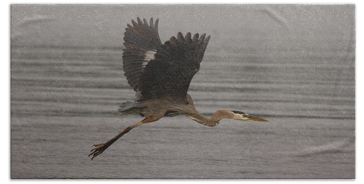 Heron Hand Towel featuring the photograph Morning flight by Eunice Gibb