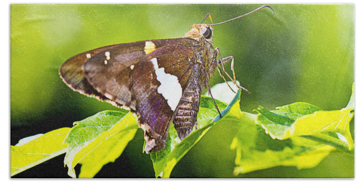 Butterfly Bath Towel featuring the photograph Morning Forage by Barry Jones