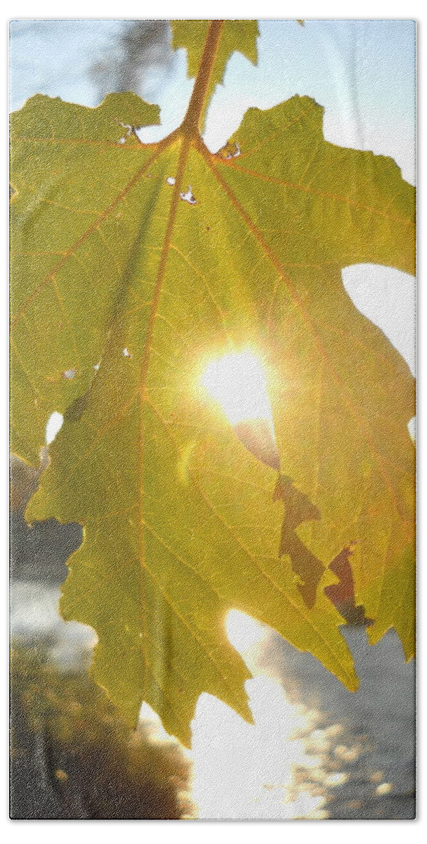 Sun Bath Towel featuring the photograph Morning Sun Thru Maple Leaf by Kent Lorentzen