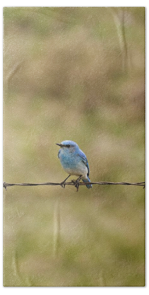Alberta Bath Towel featuring the photograph Mountain Bluebird On A Fence Wire by Philippe Widling