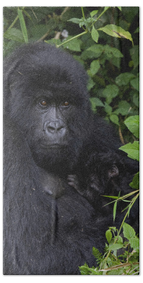 00427965 Bath Towel featuring the photograph Mountain Gorilla Mother And Infant Parc by Suzi Eszterhas
