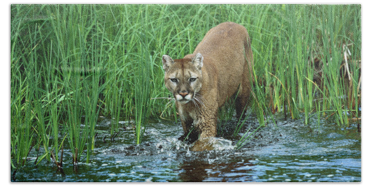Mp Bath Towel featuring the photograph Mountain Lion Puma Concolor Wading by Konrad Wothe
