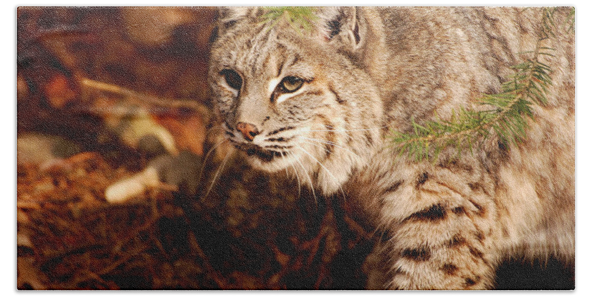 Bobcat Bath Towel featuring the photograph Mr. Whiskers by Lori Tambakis
