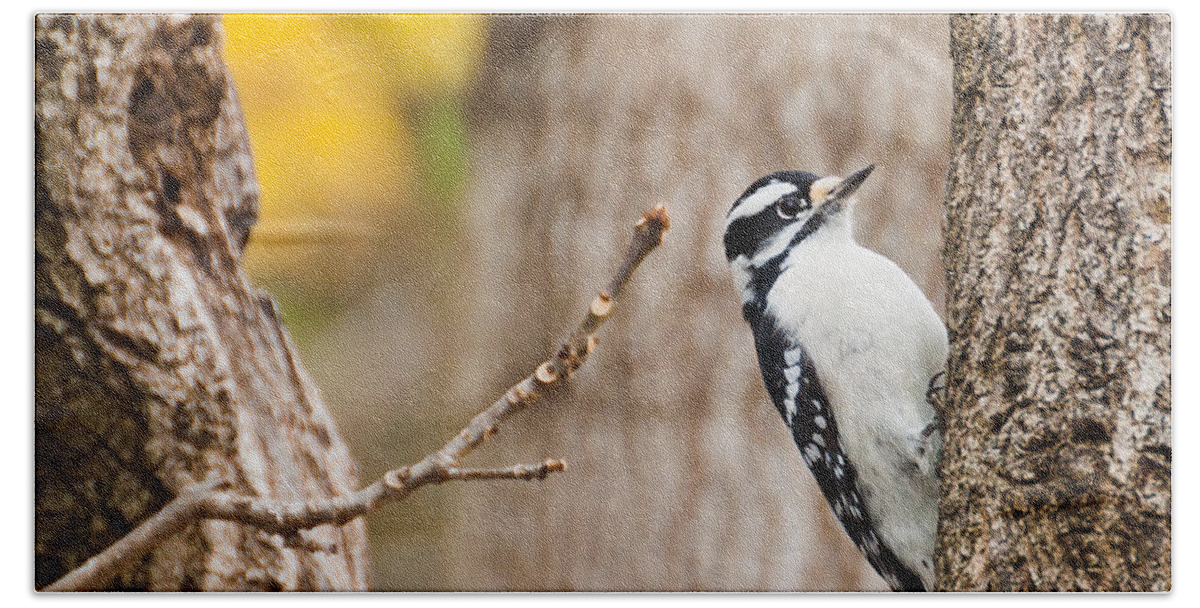 Downy Woodpecker Bath Towel featuring the photograph Mrs. Downy by Cheryl Baxter