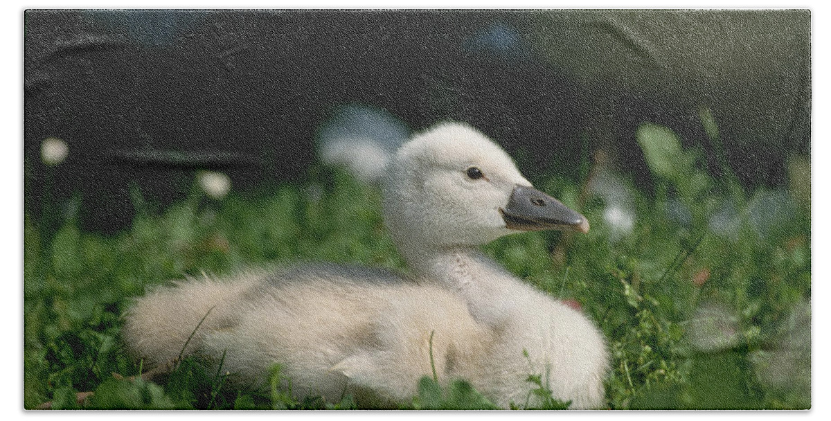 Mp Hand Towel featuring the photograph Mute Swan Cygnus Olor Chick, Germany by Konrad Wothe