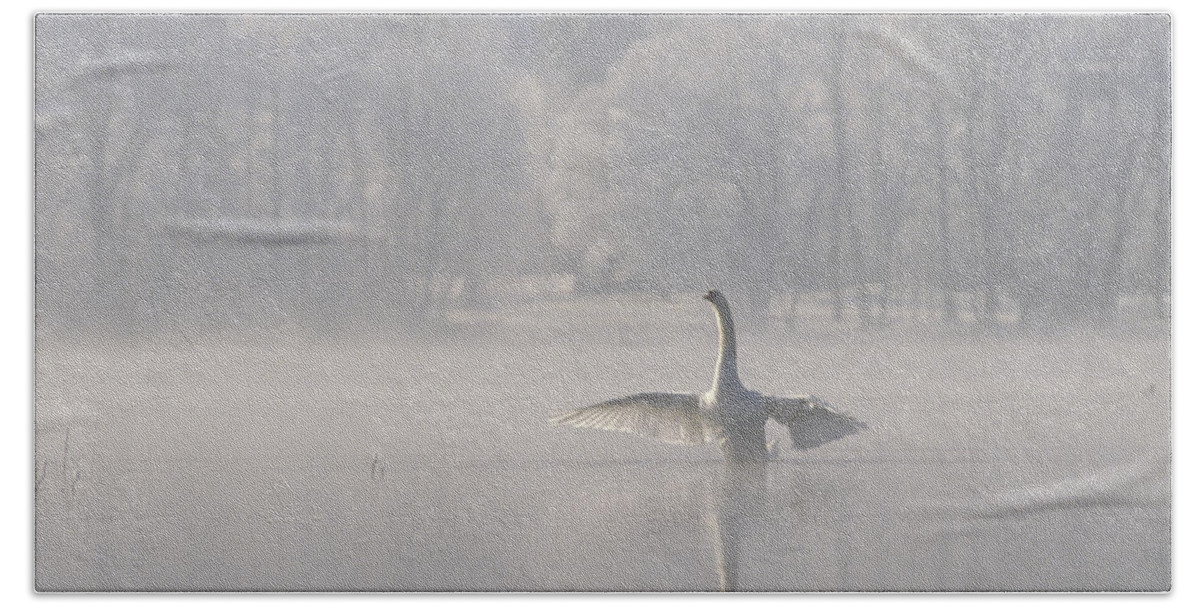 Mp Bath Towel featuring the photograph Mute Swan Cygnus Olor Stretching by Konrad Wothe
