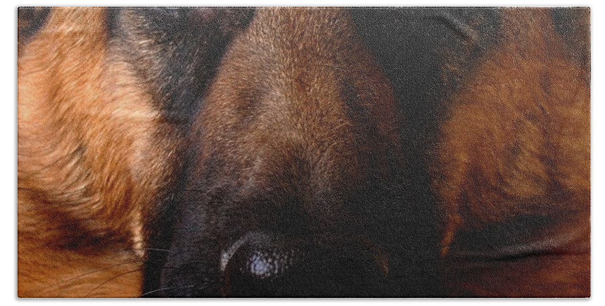 German Shepherds Dogs Hand Towel featuring the photograph My Forrest by Angie Tirado