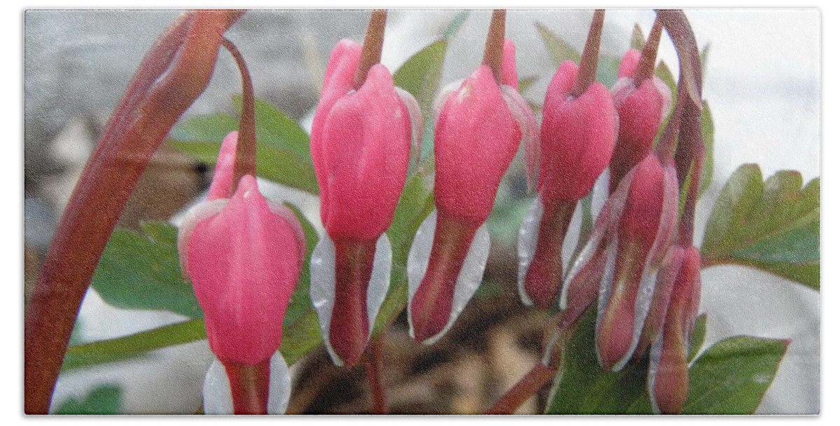 Bleeding Hearts Bath Towel featuring the photograph My Heart Bleeds For You by Kim Galluzzo