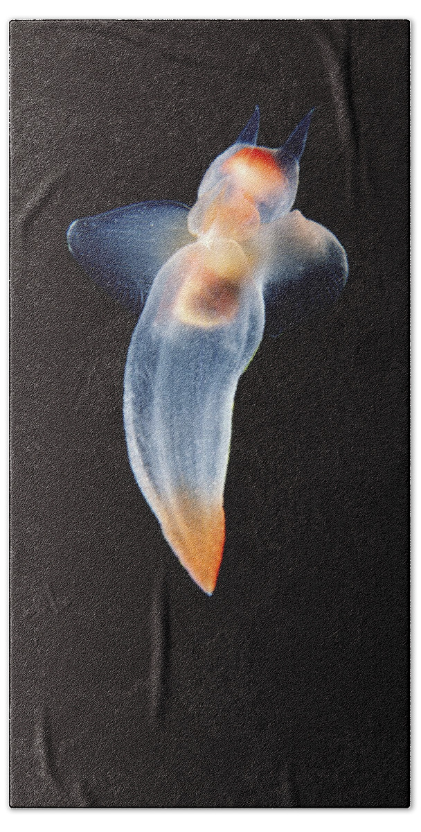 00084463 Hand Towel featuring the photograph Naked Sea Butterfly Arctic by Flip Nicklin