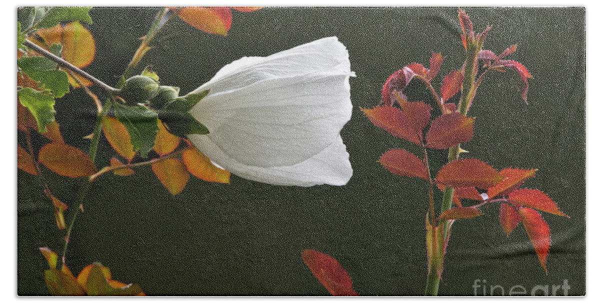 Rose Of Sharon Bath Towel featuring the photograph Nearing Autumn by Byron Varvarigos