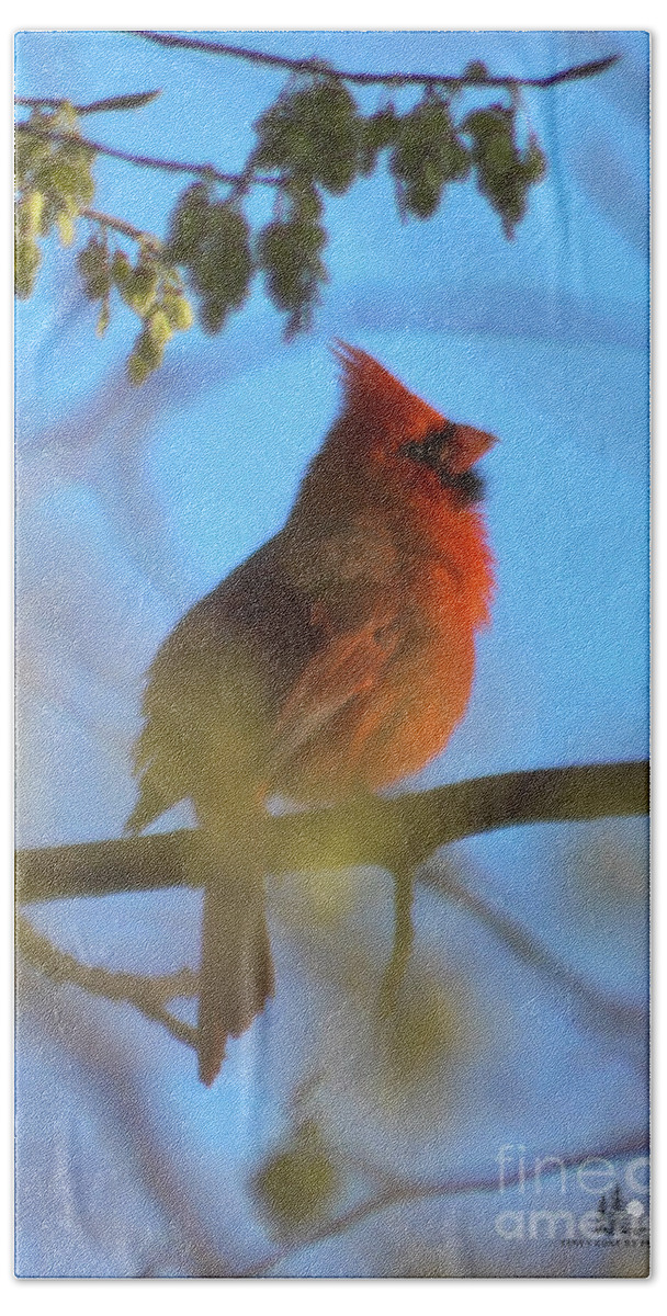 Bird Hand Towel featuring the photograph Northern Cardinal by Ronald Grogan