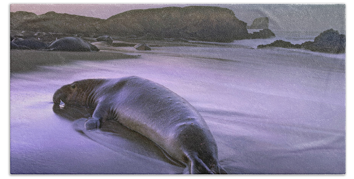 00176632 Bath Towel featuring the photograph Northern Elephant Seal Bull Laying by Tim Fitzharris