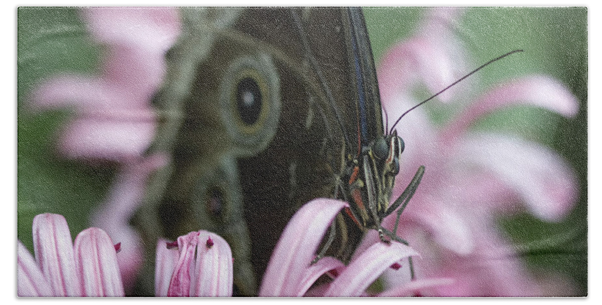 Butterfly Hand Towel featuring the photograph Northern Pearly-Eye on Pink by Bill and Linda Tiepelman