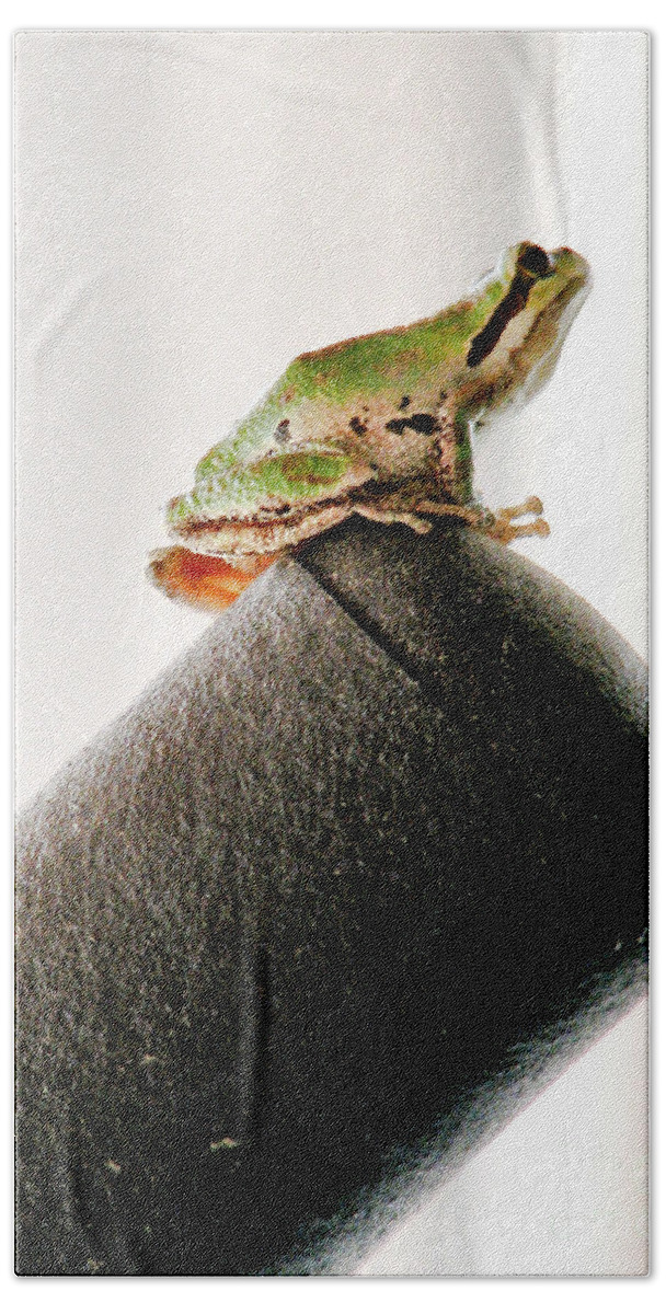 Frog Hand Towel featuring the photograph Now What? by Rory Siegel