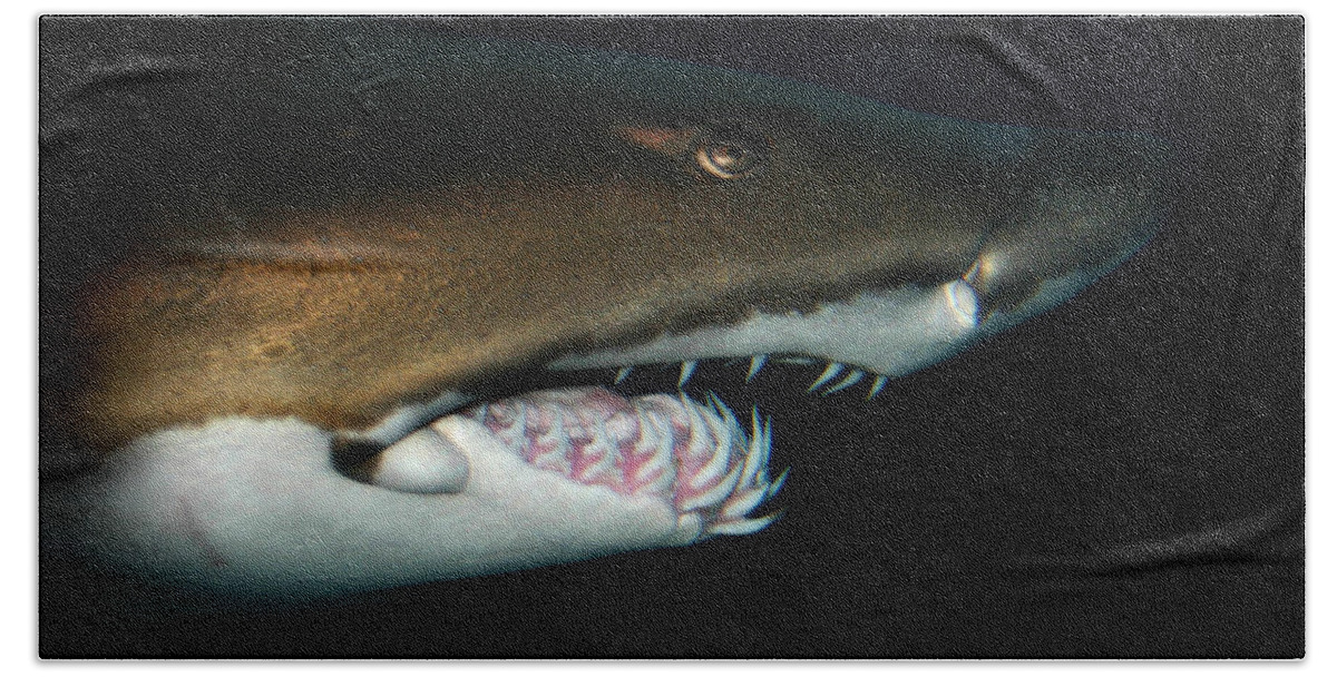 Nurse Shark Bath Towel featuring the photograph Nurse Shark by Anthony Jones